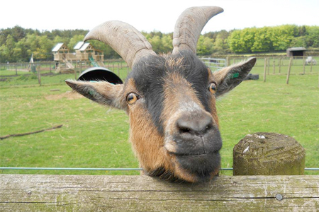 Matlock park farm goat